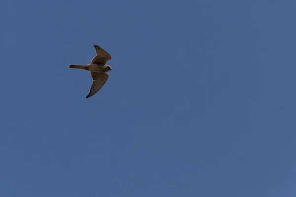 Red Footed Falcon Hunting Clear Blue Sky — Photo