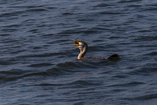 Close Great Cormorant Swimming River Eating Fish — 图库照片