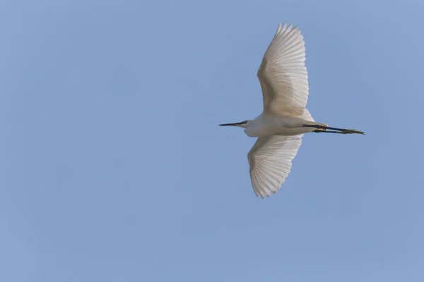 Little Egret Flying Clear Blue Sky — Stok fotoğraf