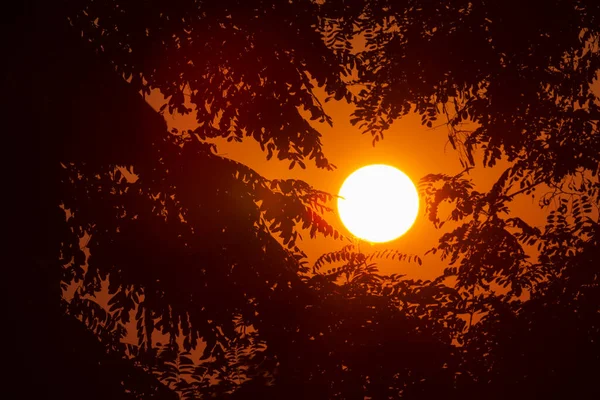 View Sun Branches Trees Sunset — Fotografia de Stock
