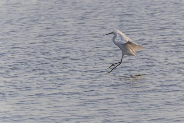 View Little Egret Flying Pond — Stockfoto