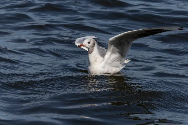 Close Common Gull Swimming River — Zdjęcie stockowe