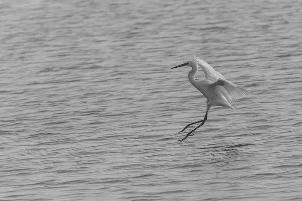 Black White Photo Little Egret Flying Pond — 图库照片