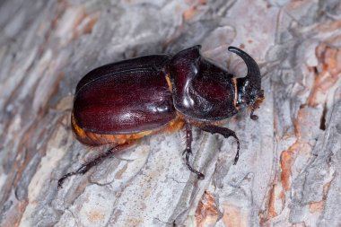 close up of rhinoceros beetle sitting on bark of pine tree