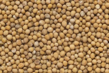 close up of heap of mustard seeds