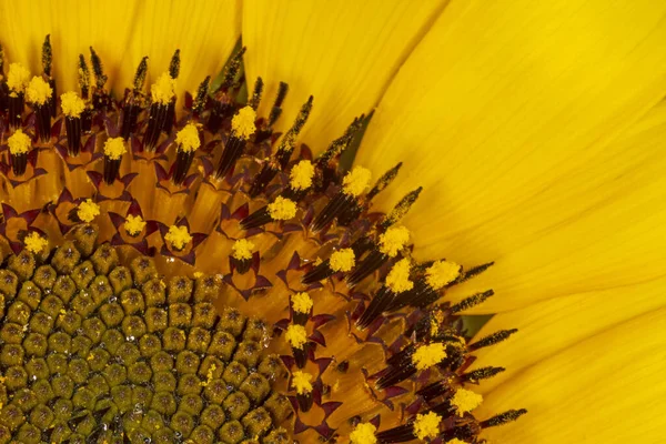 Close Decorative Sunflower Blossoming — 图库照片