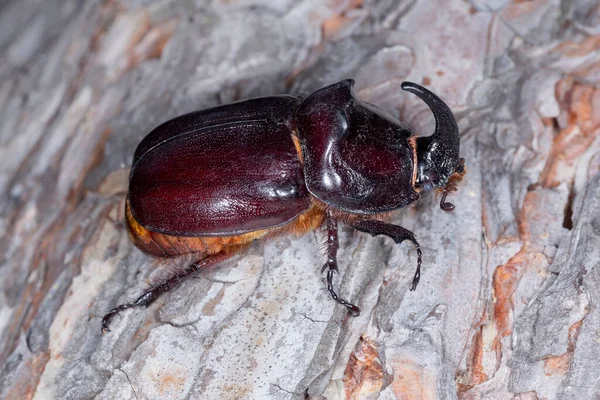 Close Rhinoceros Beetle Sitting Bark Pine Tree — Stock fotografie