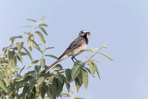 Menutup Dari Wagtail Putih Makan Serangga Pada Cabang Pohon — Stok Foto