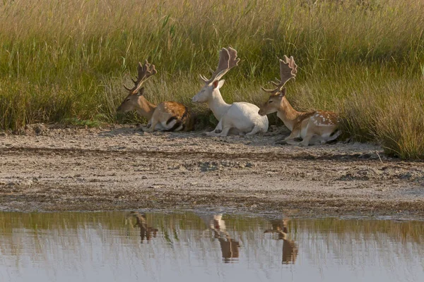 Two Brown One White Deers Lying Shore Lake — Stockfoto