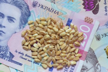 close up of heap of wheat grains lying on Ukrainian banknotes