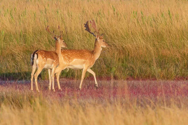 View Pair Spotted Deers Standing Grass — Stockfoto