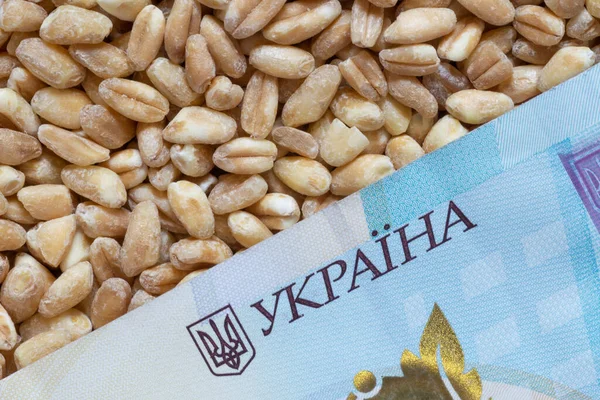 Close One Thousand Ukrainian Hrivnya Banknote Lying Heap Wheat Grains — Stock fotografie