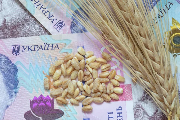 Wheat Grains Ears Barley Lying Ukrainian Hrivnya Banknotes — Stockfoto