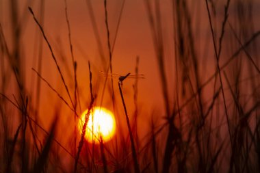 view on sunset through plants on meadow at summer