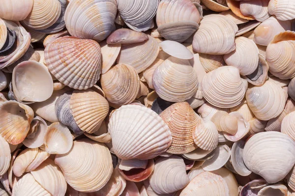 Heap Seashells Lying Sea Coast — Fotografie, imagine de stoc