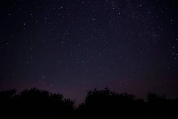 View Starry Night Sky Trees — Stockfoto