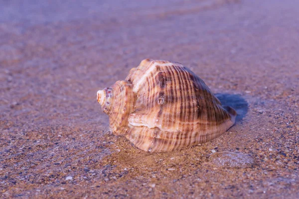 Close Seashell Lying Sand Sea Coast —  Fotos de Stock