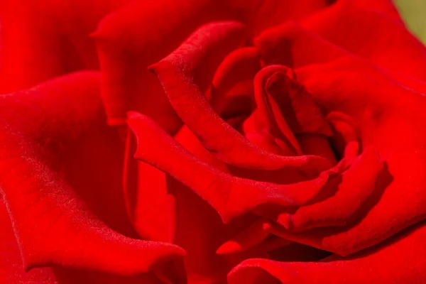 Gros Plan Fleur Rose Rouge — Photo