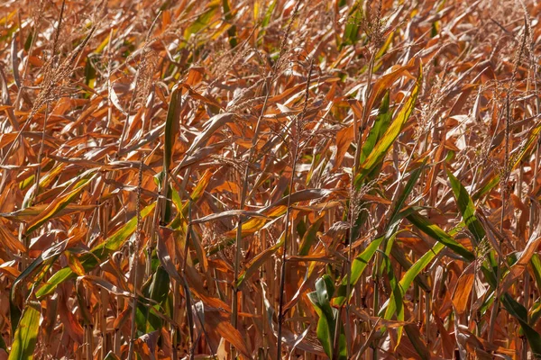 View Field Dry Corn Autumn — Stockfoto