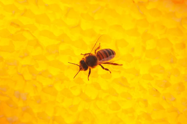 Close Bee Sitting Honey Combs — Fotografia de Stock