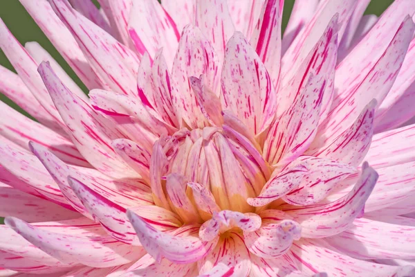 紫の菊の花のクローズ アップ — ストック写真