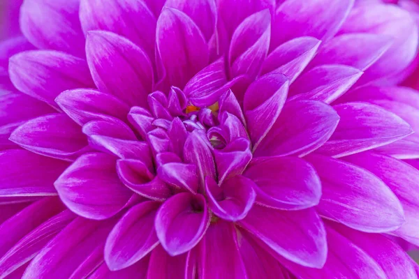 Close Purple Chrysanthemum Flower — Stock Photo, Image