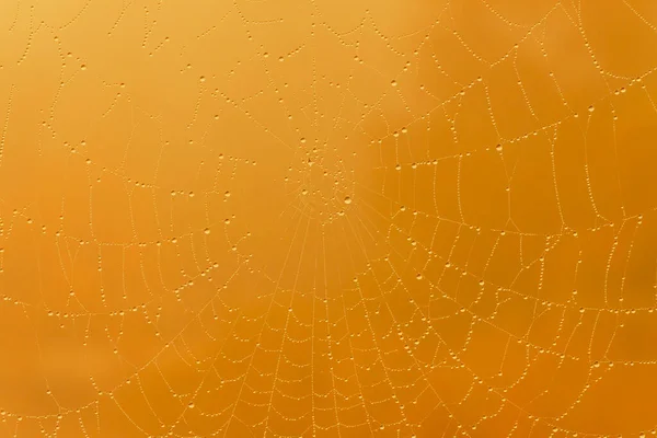 Abstract Halloween Background Close Rain Drops Cobweb — Stock Photo, Image