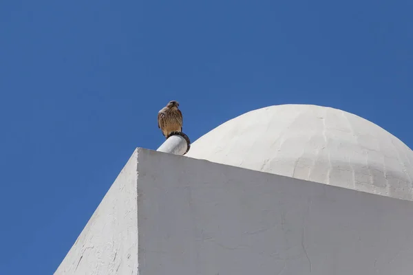 Вид Пустельгу Сидящую Крыше Белого Пищевода Египте — стоковое фото