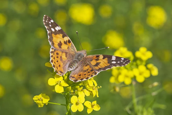 Nahaufnahme Einer Schmetterlingsdame Die Auf Einer Gelben Blume Sitzt — Stockfoto