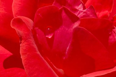 close up of rain drop on petal of red rose