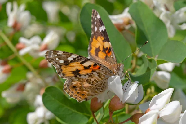 Close Painted Lady Butterfly Sitting Acacia Tree Summer — ストック写真