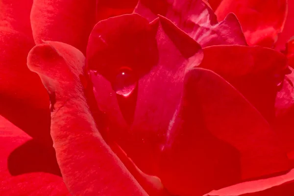 Close Rain Drop Petal Red Rose — Stockfoto