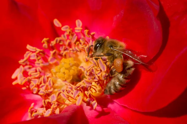 Крупним Планом Бджола Збирає Пилок Всередині Червоної Троянди — стокове фото