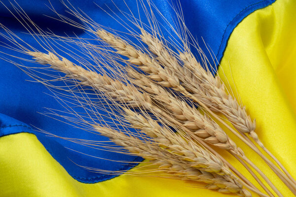 close up of dry ears of wheat lying on Ukrainian flag