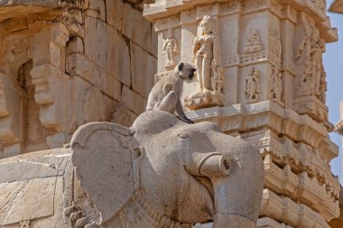 Hindistan 'da Amer' deki Krishna Meera Tapınağı 'nda fil heykelinin üzerinde oturan maymun görüntüsü