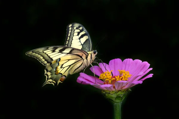 Papilio Machaon Papillon Assis Sur Fleur Zinnia Pourpre Sur Fond — Photo