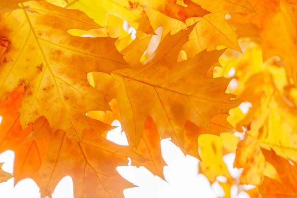 Primo Piano Del Fogliame Quercia Gialla Marrone Autunno — Foto Stock