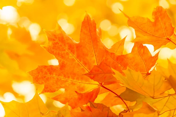 Nahaufnahme Von Gelbem Und Orangefarbenem Laub Herbst — Stockfoto