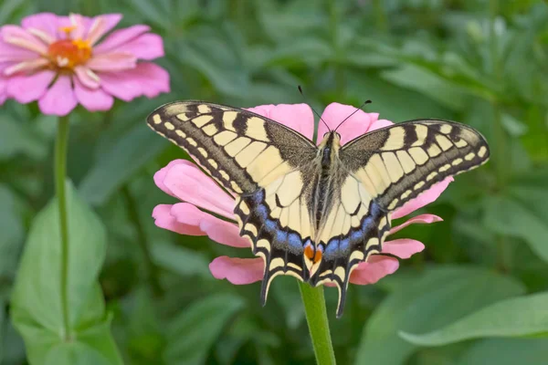 Primer Plano Papilio Machaon Mariposa Sentado Flor Zinnia Rosa Jardín — Foto de Stock