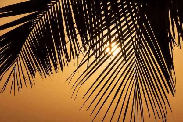 Silhueta Folhas Palmeira Contra Sol Nascente Fujairah Nos Eau — Fotografia de Stock