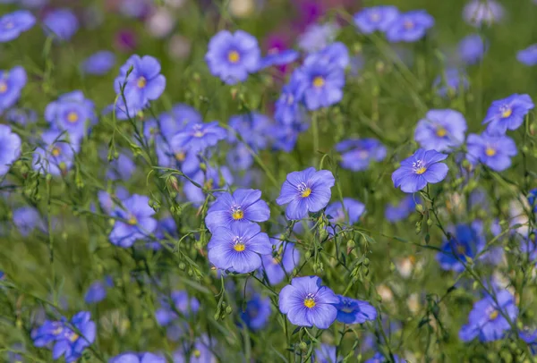 Blauwe Gewone Vlasbloemen Een Tuin Zomer — Stockfoto