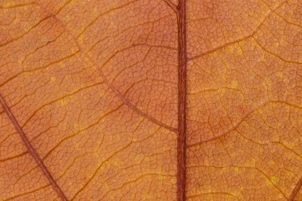 Abstractofondo Otoñal Primer Plano Textura Hoja Arce — Foto de Stock