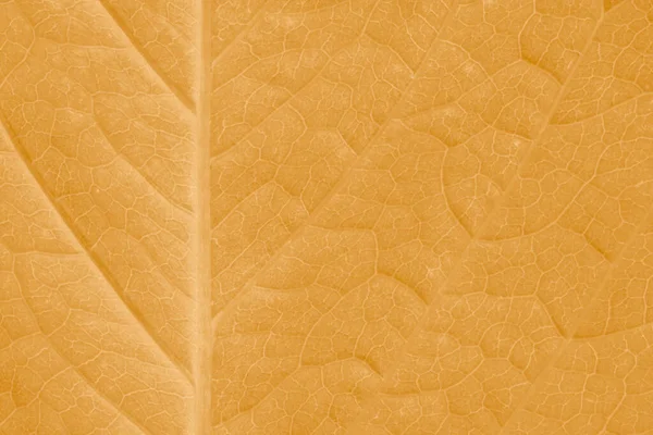 Abstraktní Přírodní Pozadí Zblízka Suché Oranžové Listové Textury — Stock fotografie