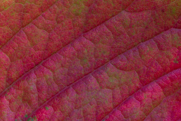 Close Van Paarse Druivenblad Textuur Bij Herfst — Stockfoto