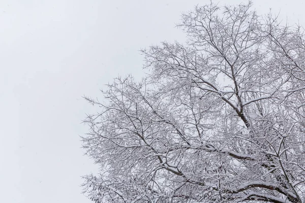 Vista Sobre Árbol Parque Contra Cielo Nevado — Foto de Stock