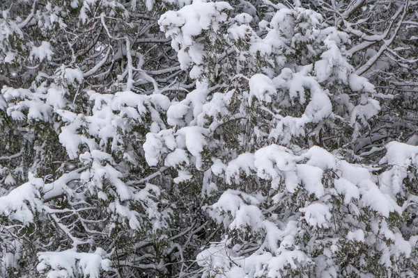 雪に覆われた公園のモミの枝を閉じて — ストック写真