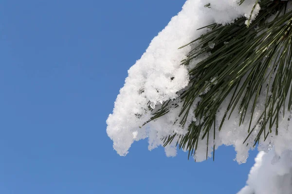 Close Branch Pine Tree Covered Snow Blue Sky — Stock Photo, Image
