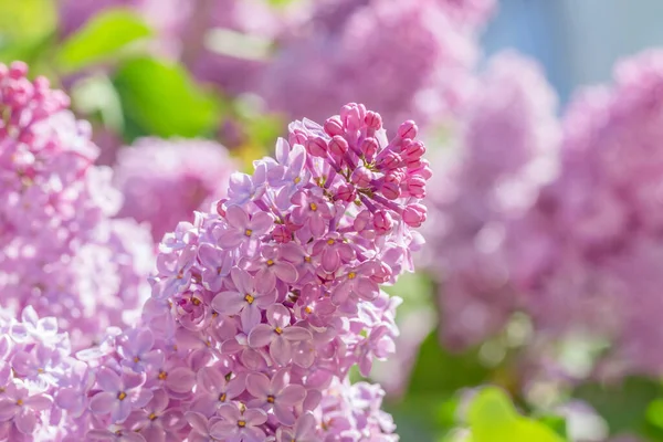 Bliska Lilac Kwitnących Wiosnę — Zdjęcie stockowe
