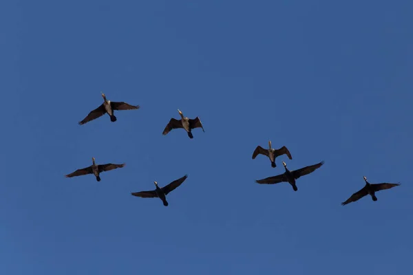 Verschillende Grote Aalscholvers Vliegen Een Blauwe Lucht — Stockfoto