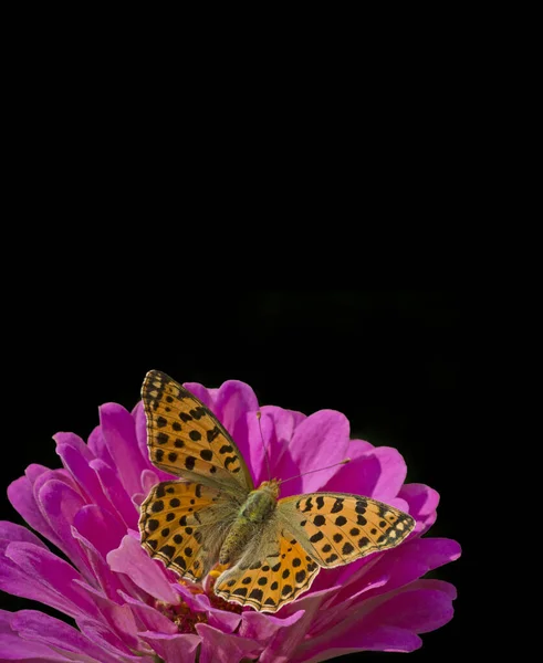 Zbliżenie Królowej Hiszpanii Fritillary Motyl Siedzi Purpurowy Kwiat Cynnii Czarnym — Zdjęcie stockowe
